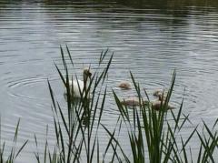 Rodley Nature Reserve c