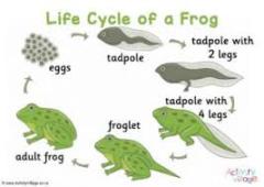 Lifecycle of a frog