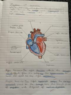 Year 6 heart 2