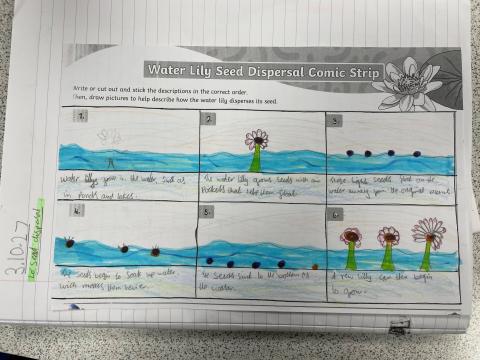 Year 5 Water Lily